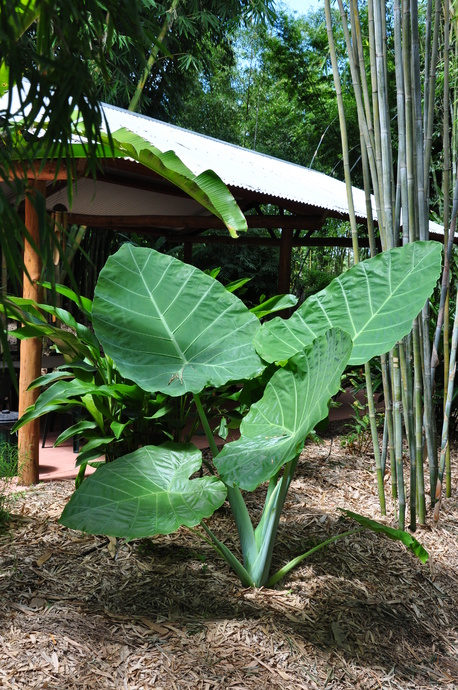 Colocasia gigantea (Thai Giant) - 180mm pot