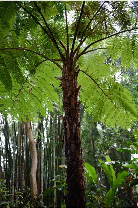 Cyathea cooperi (Tree Fern) - 300mm pot