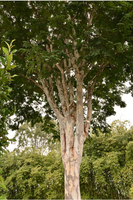 Libidibia ferrea (Leopard Tree) - 2 litre pot