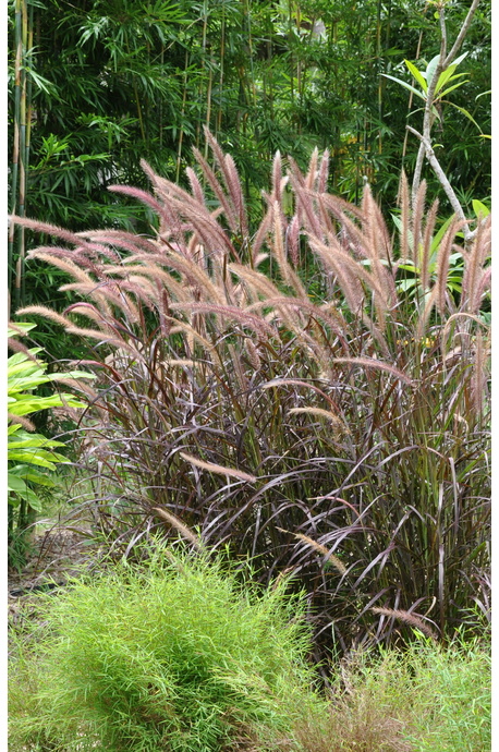 Pennisetum advena 'Rubrum' (Purple Fountain Grass) - 180mm pot