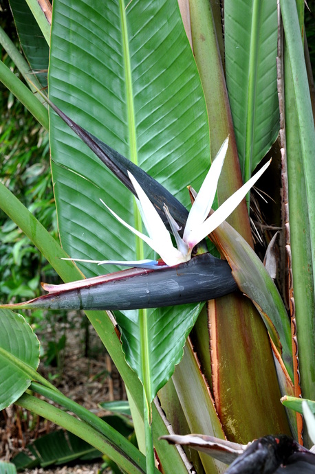 Strelitzia nicolai (Giant White Bird of Paradise) - 125mm pot
