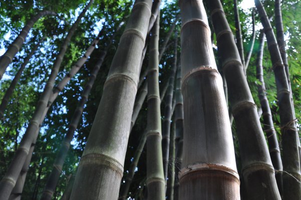About bamboo