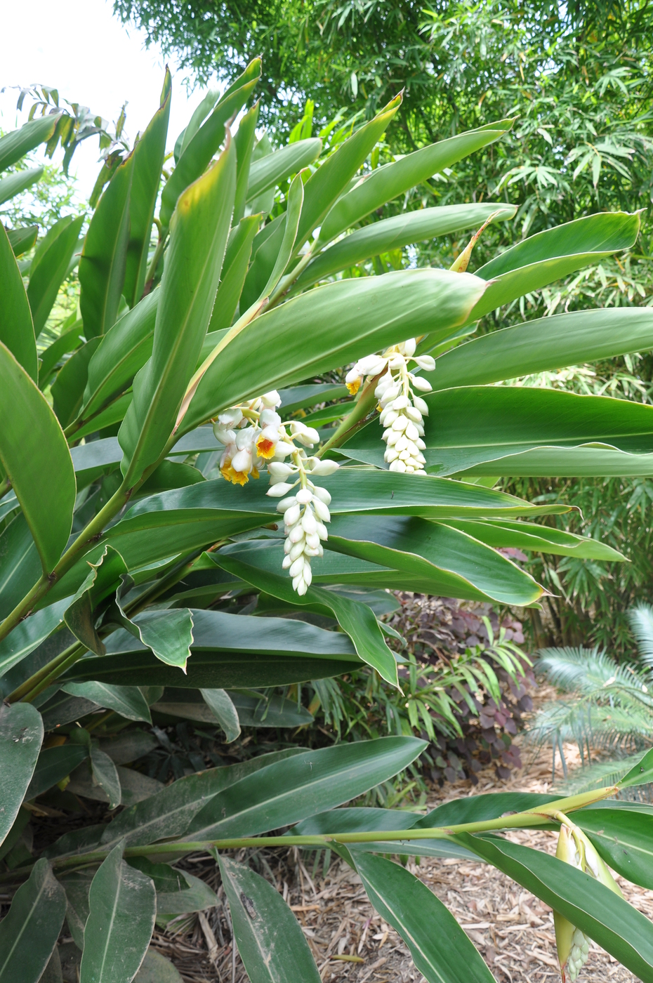 Alpinia zerumbet 'Cream Shell Ginger' Bamboo Land