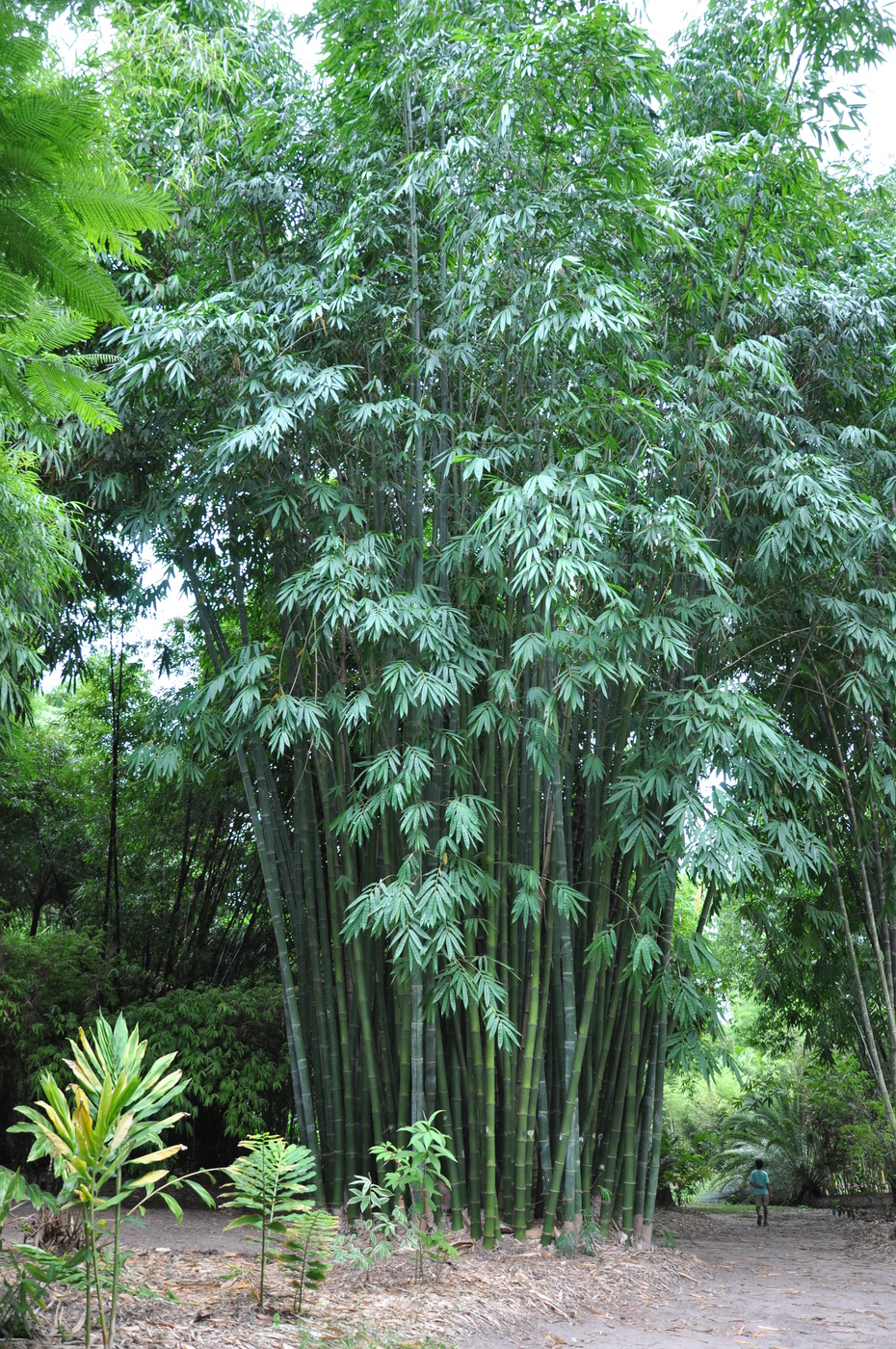 Edible shoots. 200  Seeds Dendrocalamus latiflorus Tawian Giant Bamboo 