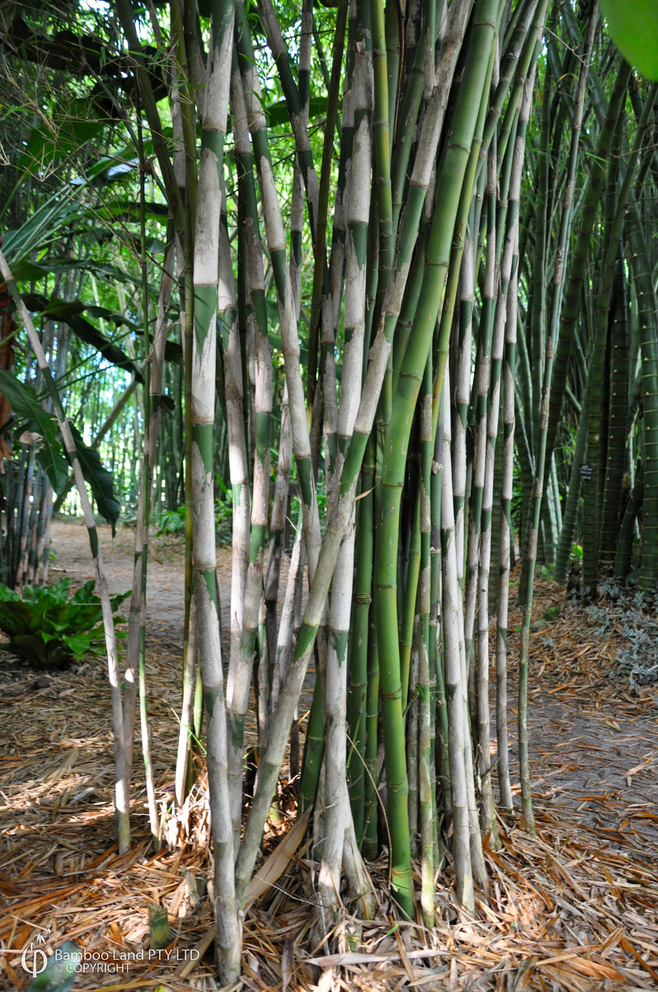 bamboo non invasivo 20 Semi di,Thyrsostachys Siamensis,Bamboo bambu 