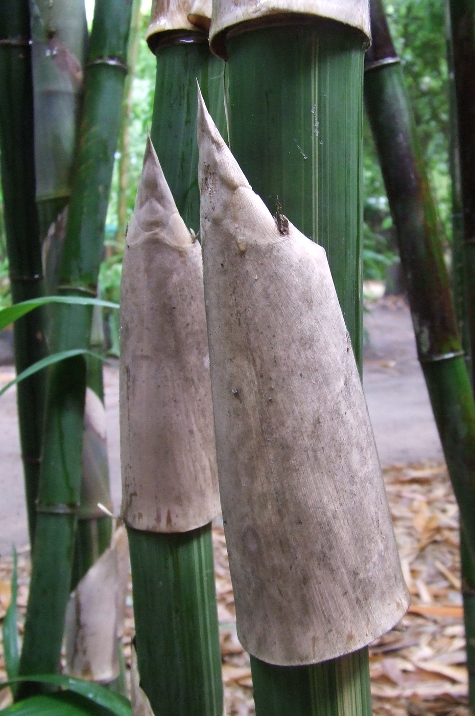 Texas Gas Service Texas Gas Service