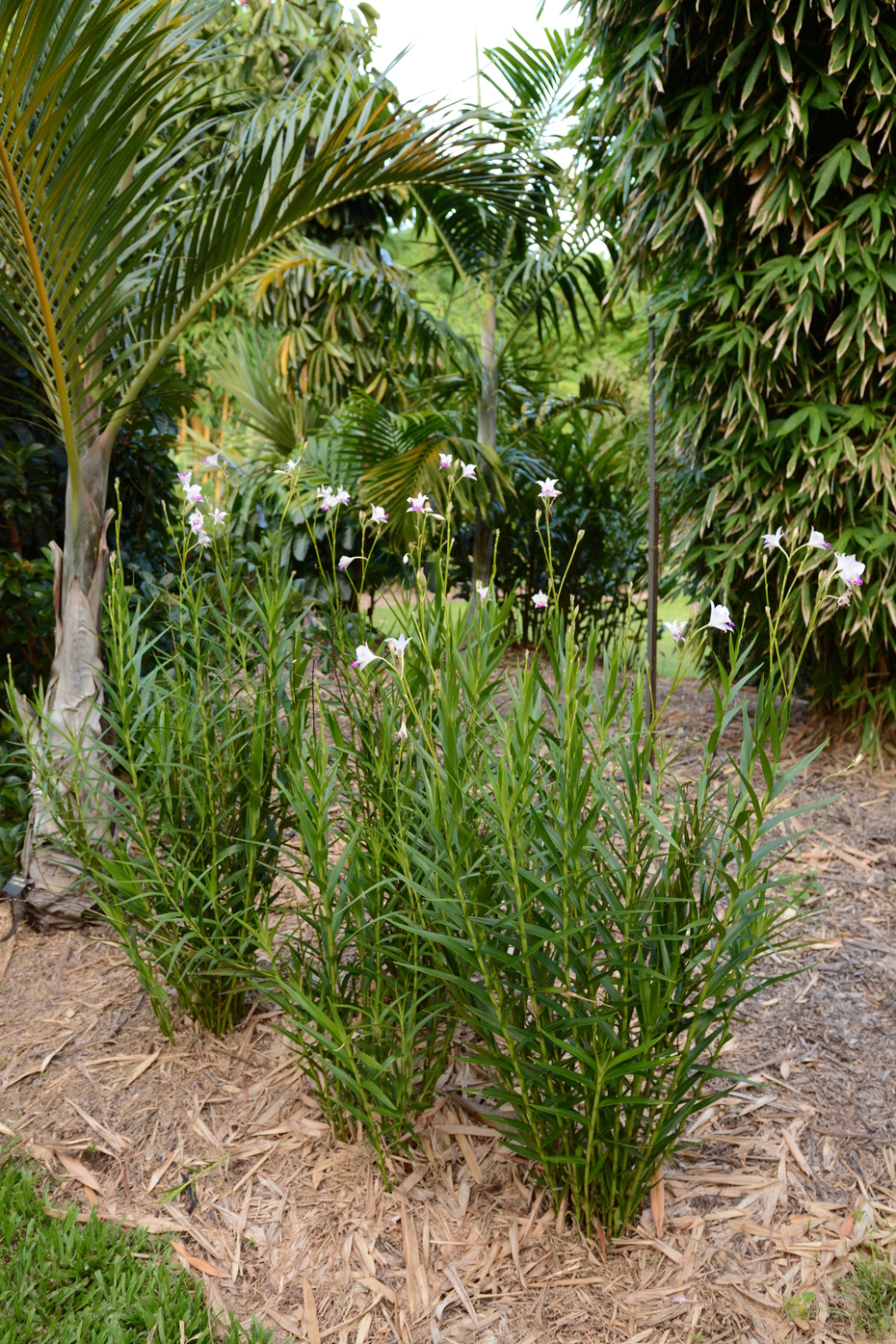Arundina graminifolia (Bamboo Orchid)