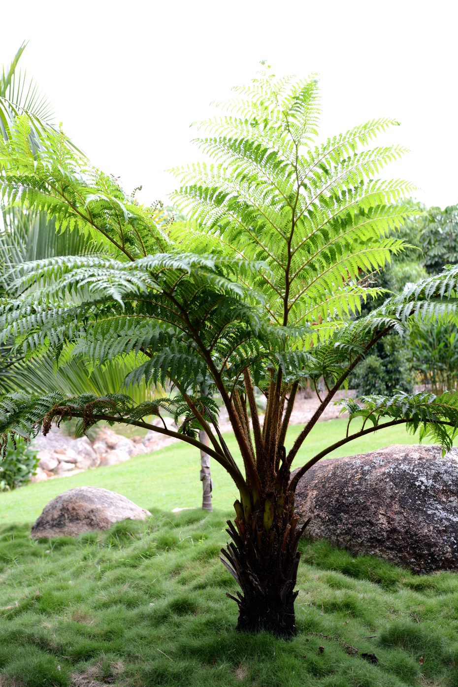 Australian Tree Fern