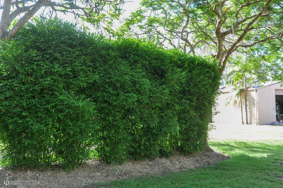 Chinese dwarf bamboo