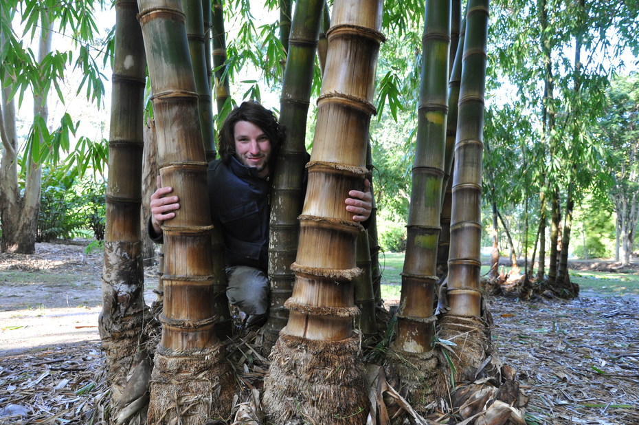 Dendrocalamus asper (Indonesian Clone) | Bamboo QLD Australia