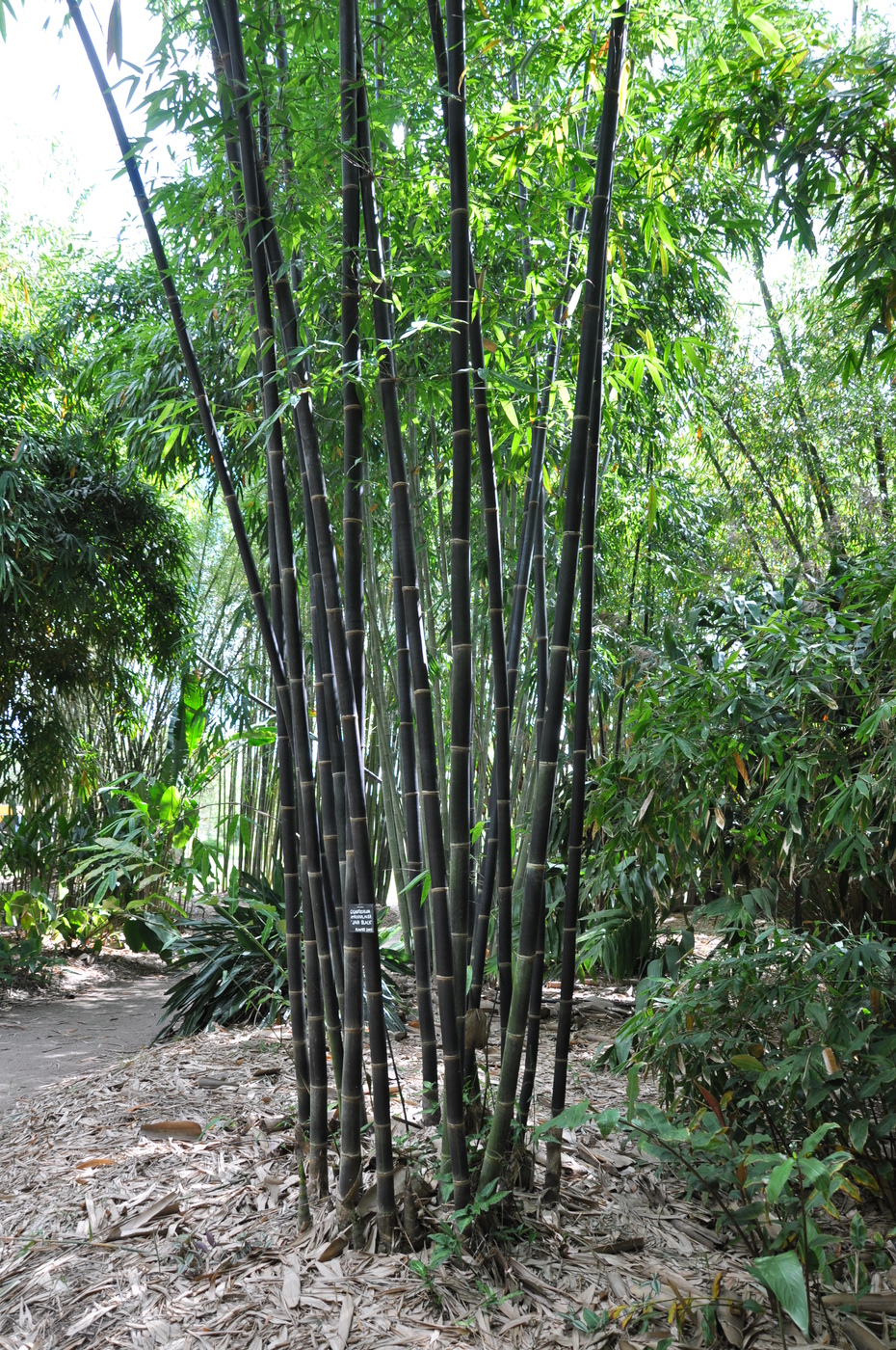  Gigantochloa atroviolacea  Java Black Bamboo Land 