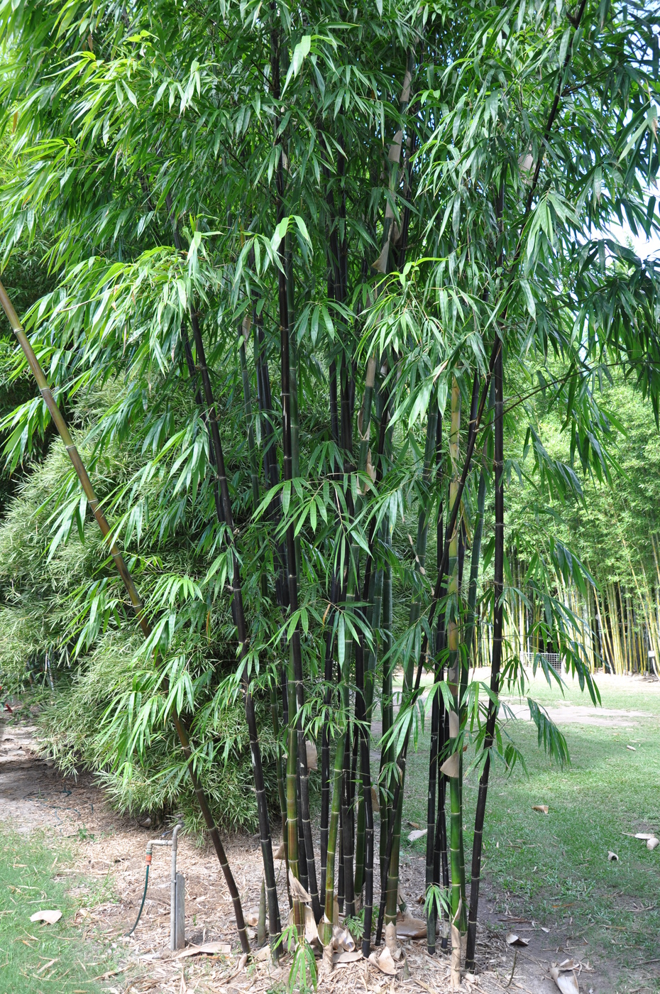 Timor Black bamboo 50 seeds Posted from Australia. Bambusa lako 