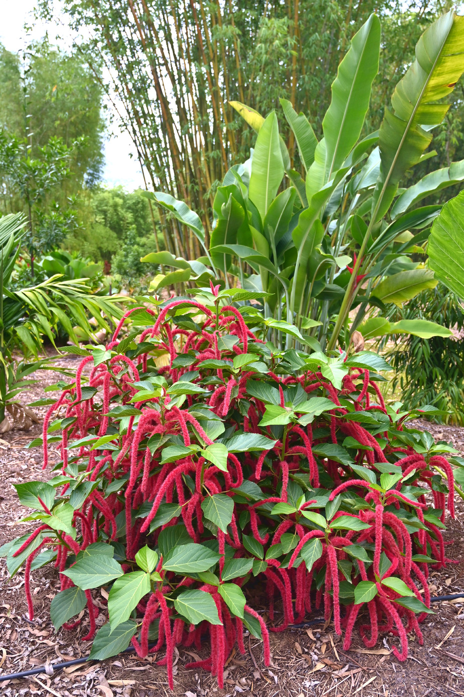 acalypha hispida (red hot cat's tail) - plants
