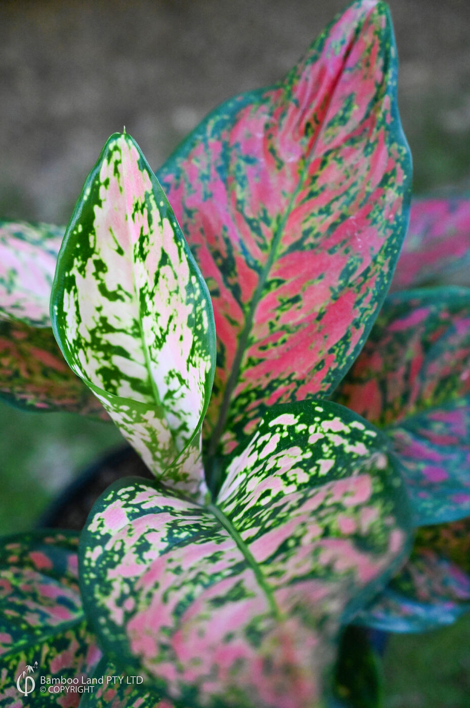 N*P様 THE GREEN KONG Aglaonema picture Aglaonema 'Peacock' – frunzis tropical cu pattern spectaculos, in