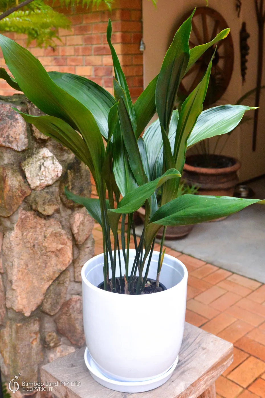 Cast Iron Plant