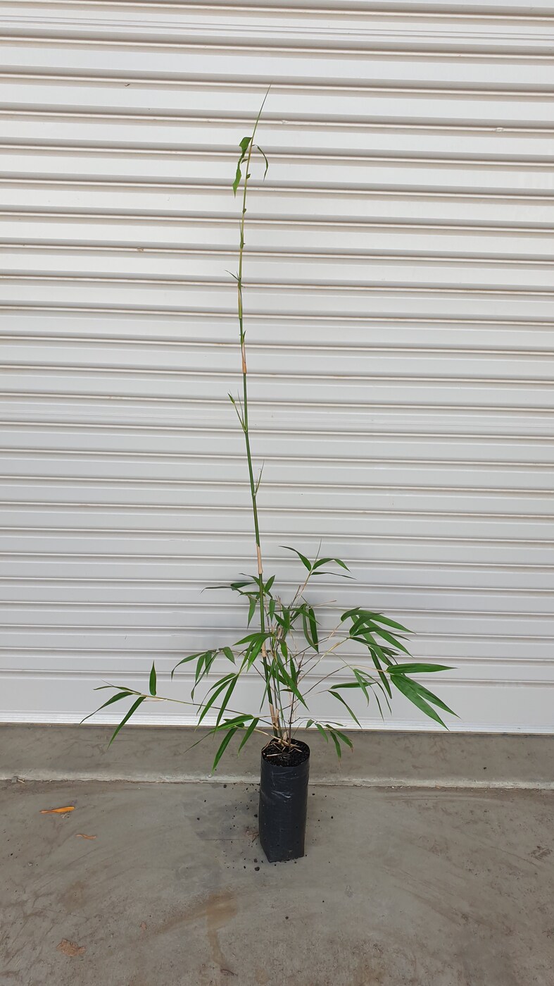 Bambusa lako (Timor Black) Bamboo Land Nursery QLD Australia