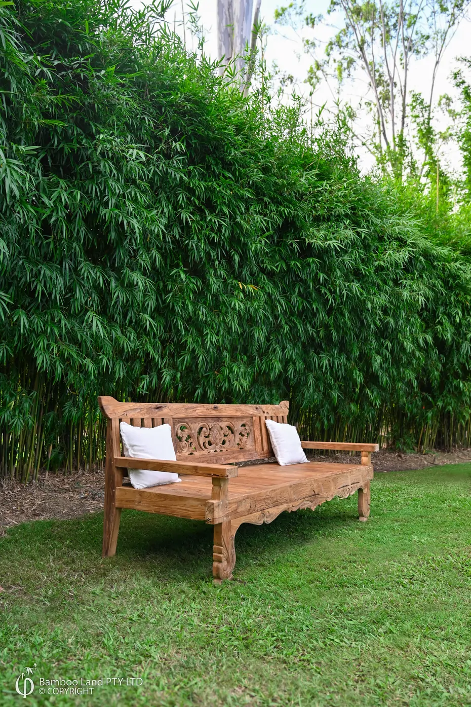 Bambusa textilis Gracilis (Slender Weavers) from Bamboo Land (QLD