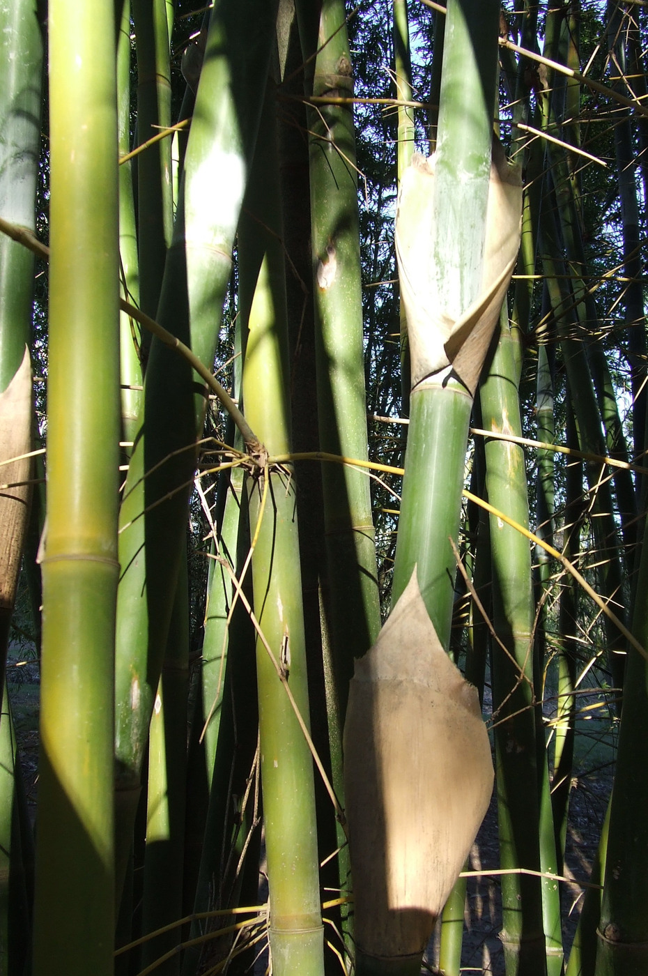 Bambusa tuldoides | Bamboo Land Nursery QLD Australia