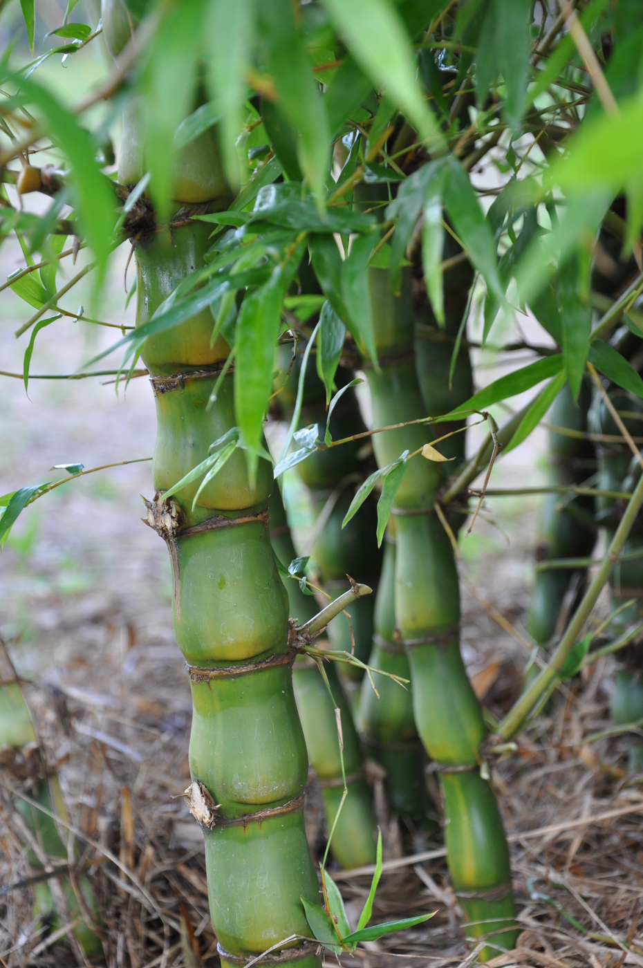 Buddha Belly Bamboo 