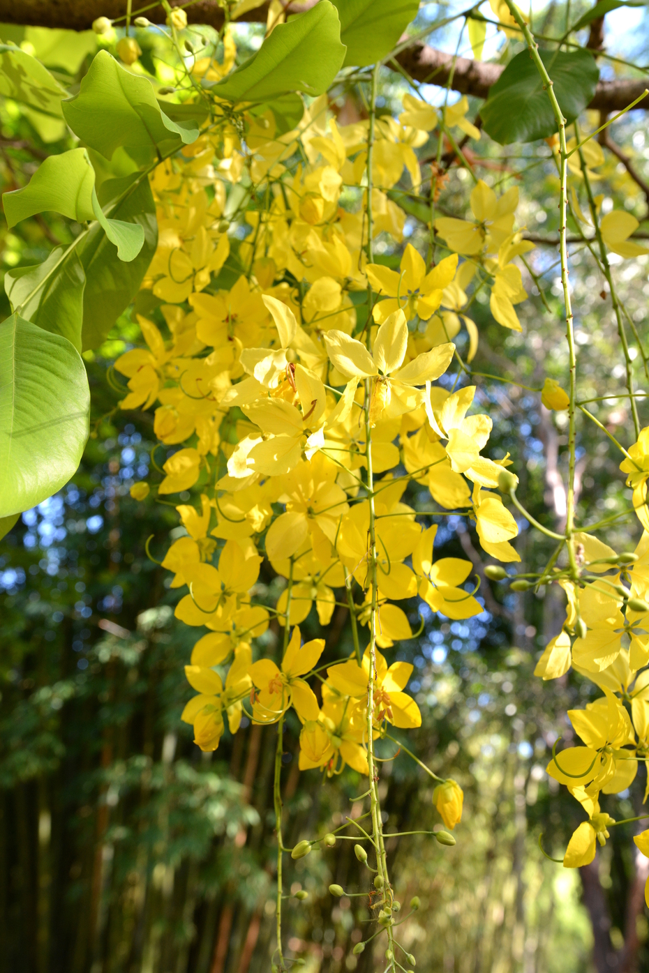 Cassia fistula (Golden Shower Tree)