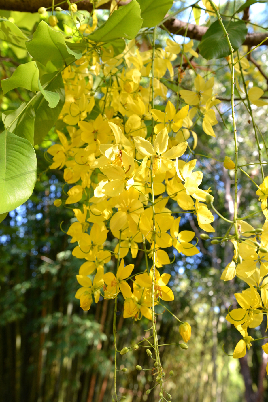 cassia fistula (golden shower tree)