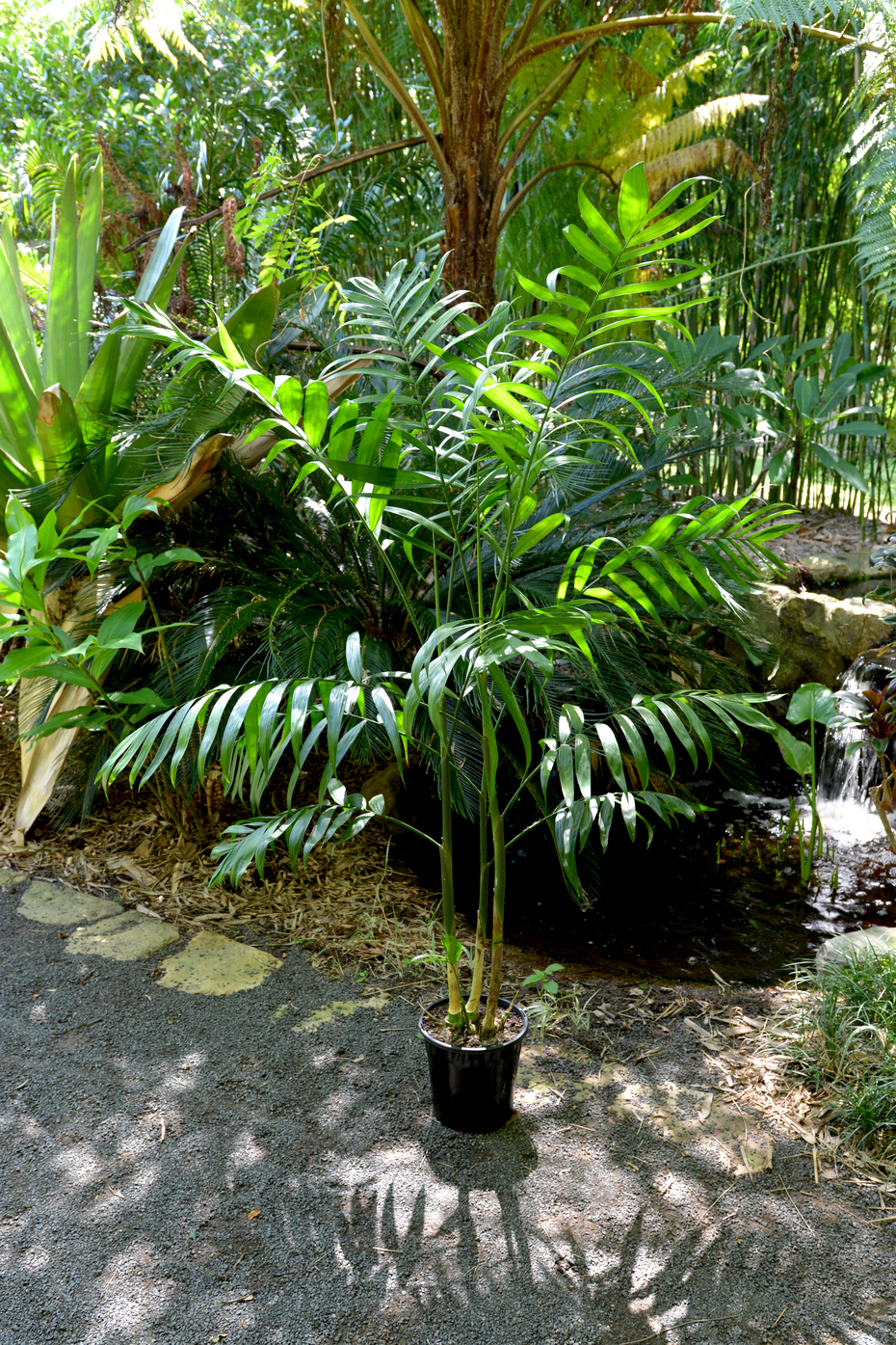 Chamaedorea costaricana (Costa Rica Bamboo Palm)