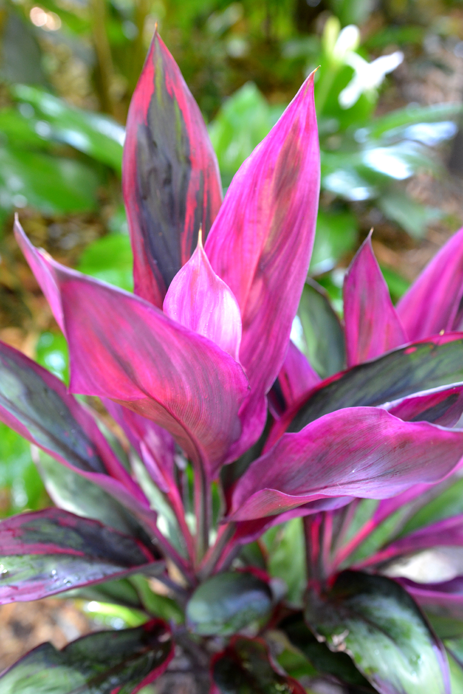 Cordyline fruticosa Purple Prince