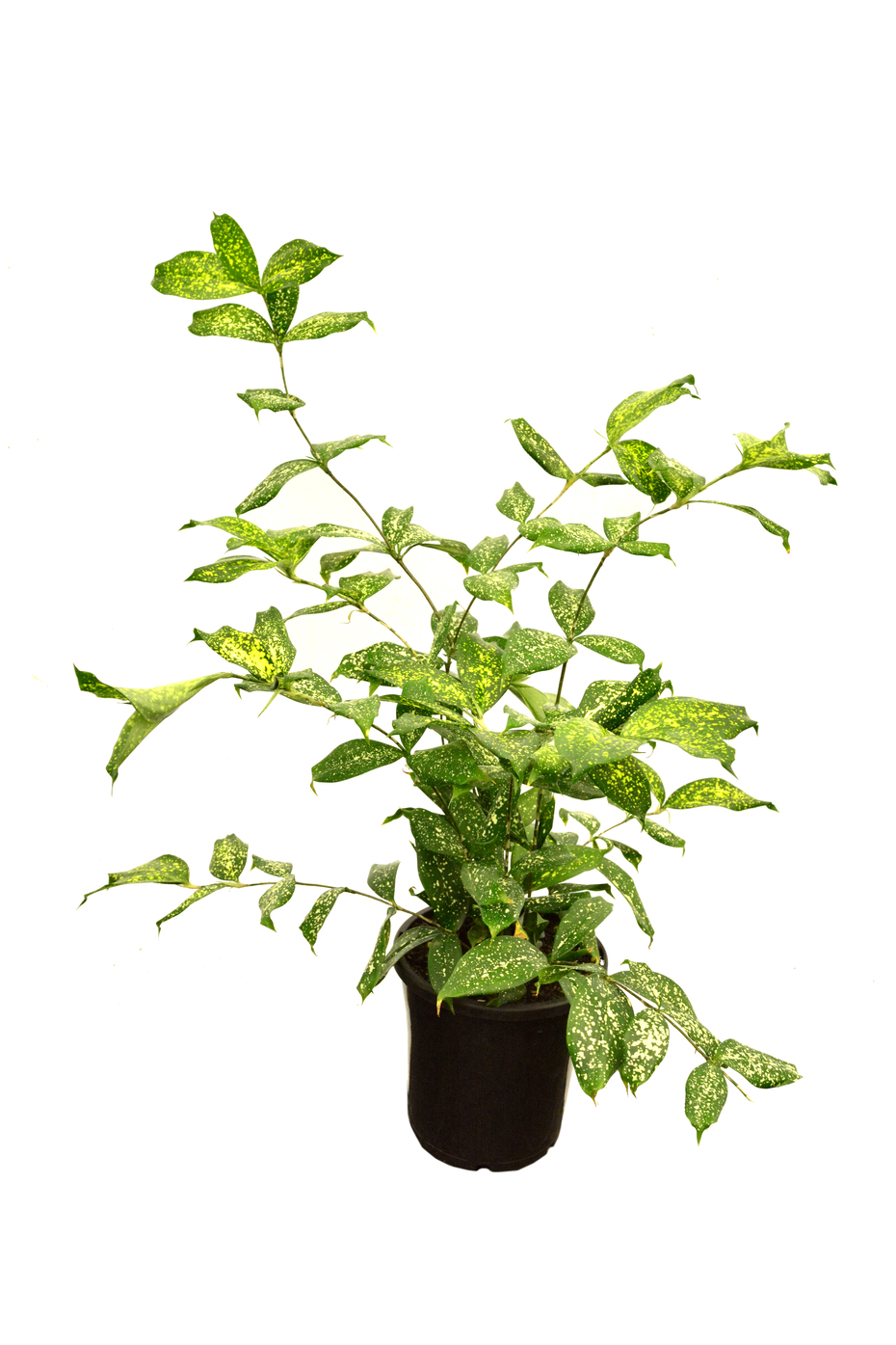 Florida sales beauty plant