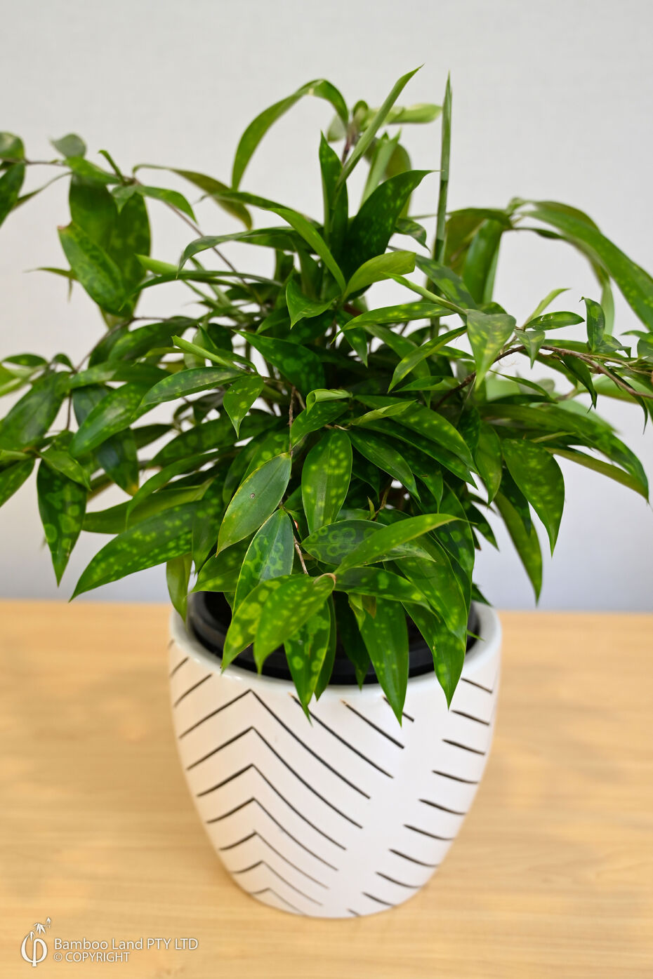 calathea gebetspflanze Calathea Triostar  vielgrn
