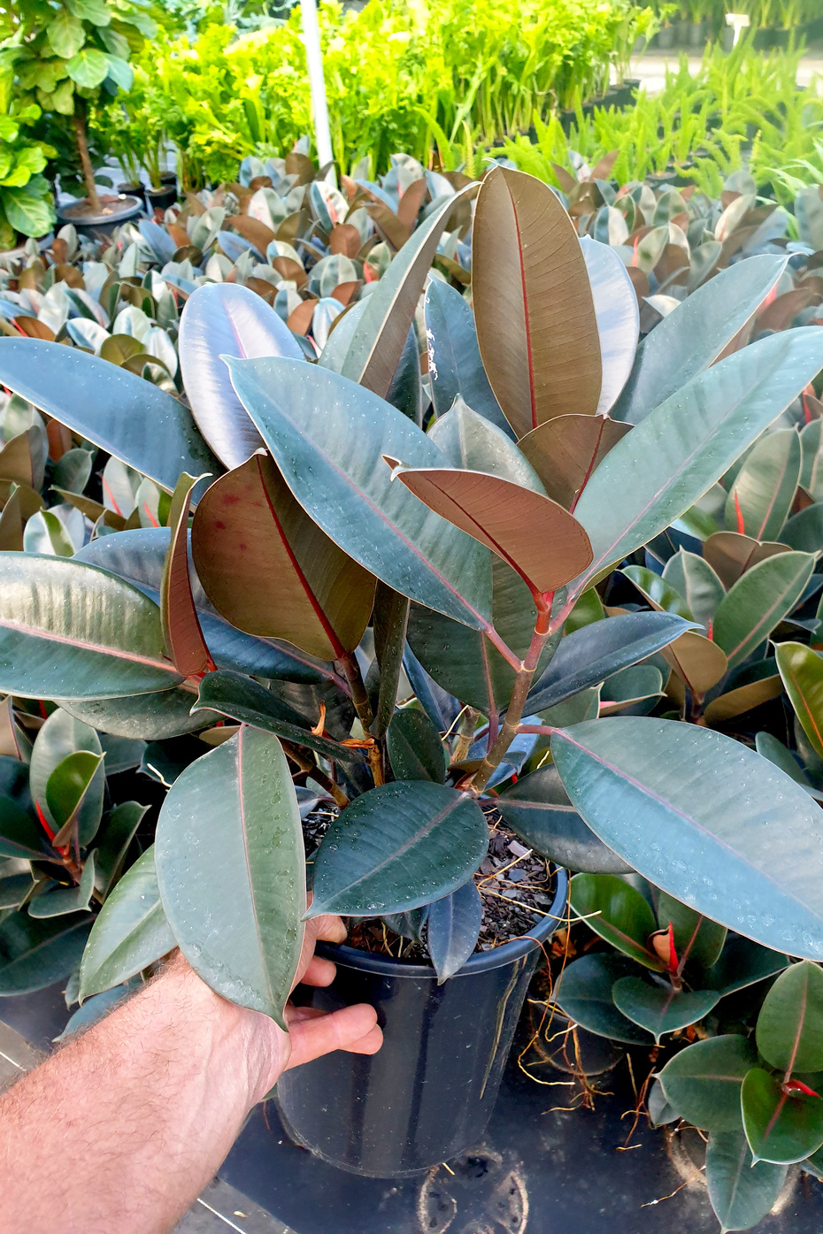 Ficus Elastica Burgundy