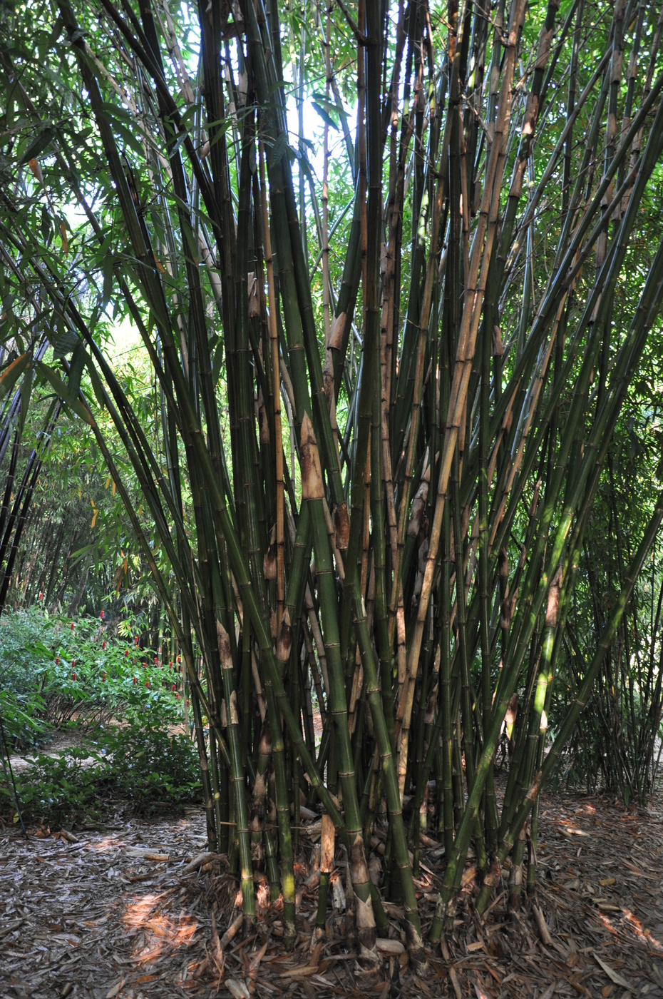  Gigantochloa  manggong  Bamboo  Land Nursery QLD Australia