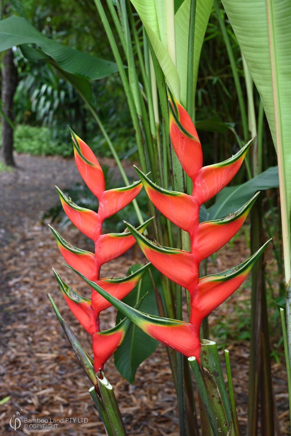 Heliconia bihai cv. Claw II Bamboo Land Nursery QLD