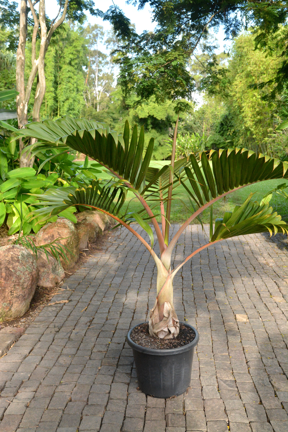 hyophorbe lagenicaulis (bottle palm)