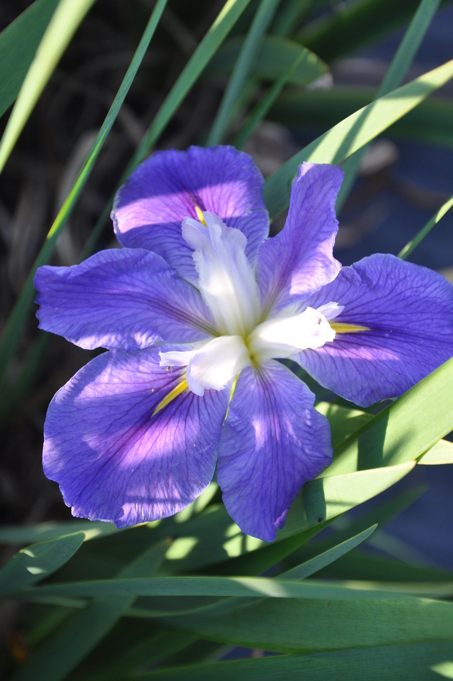 Louisiana Iris 'Mauve'