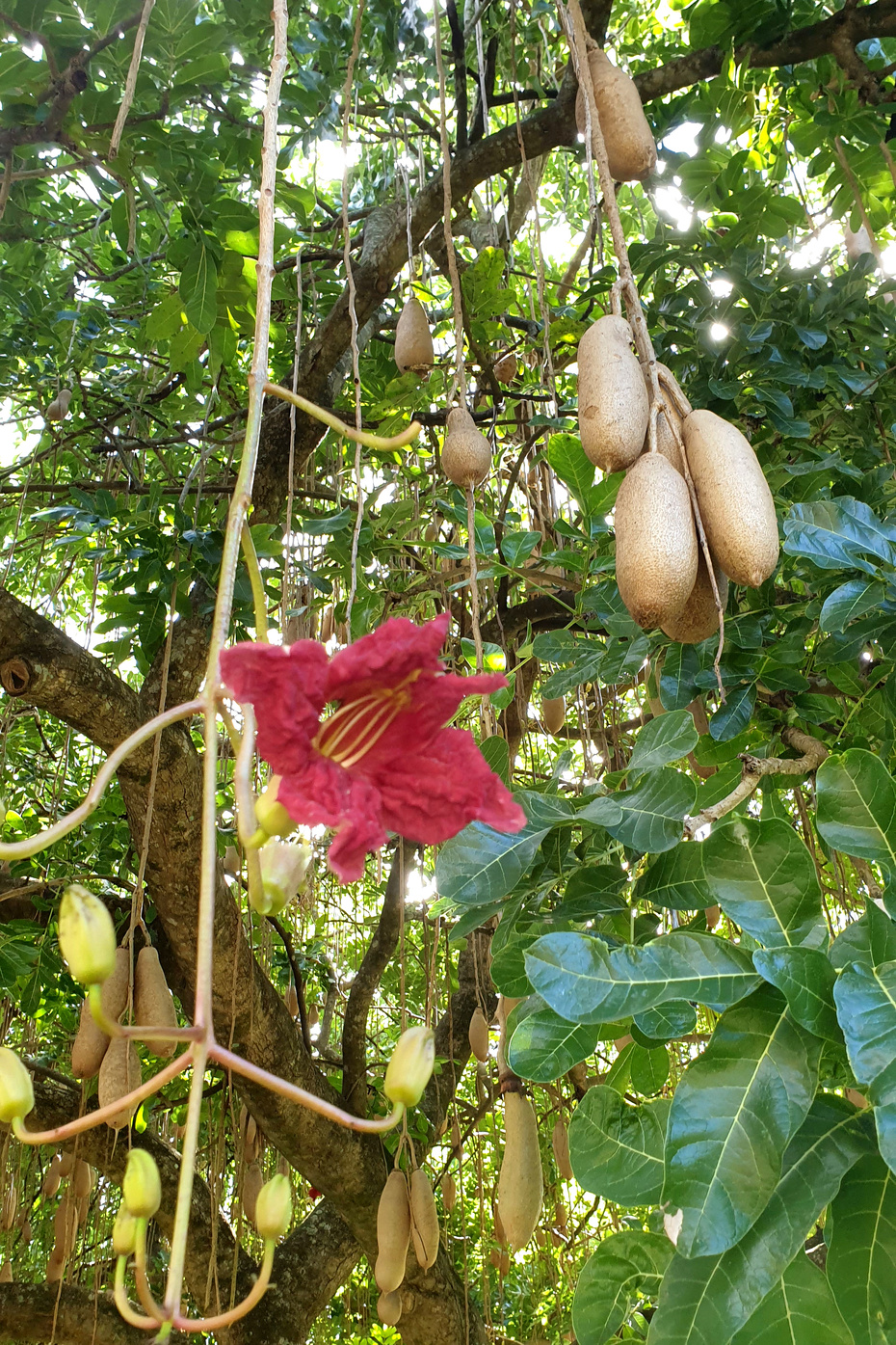 Kigelia africana - Sausage Tree