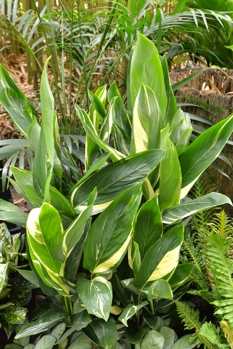 Maranta Arundinacea Variegata 