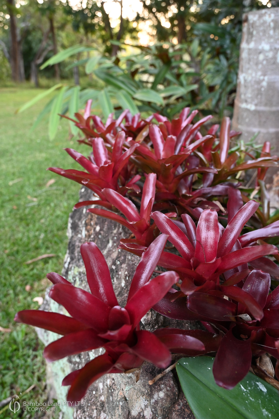 Neoregelia 'Fire Ball'