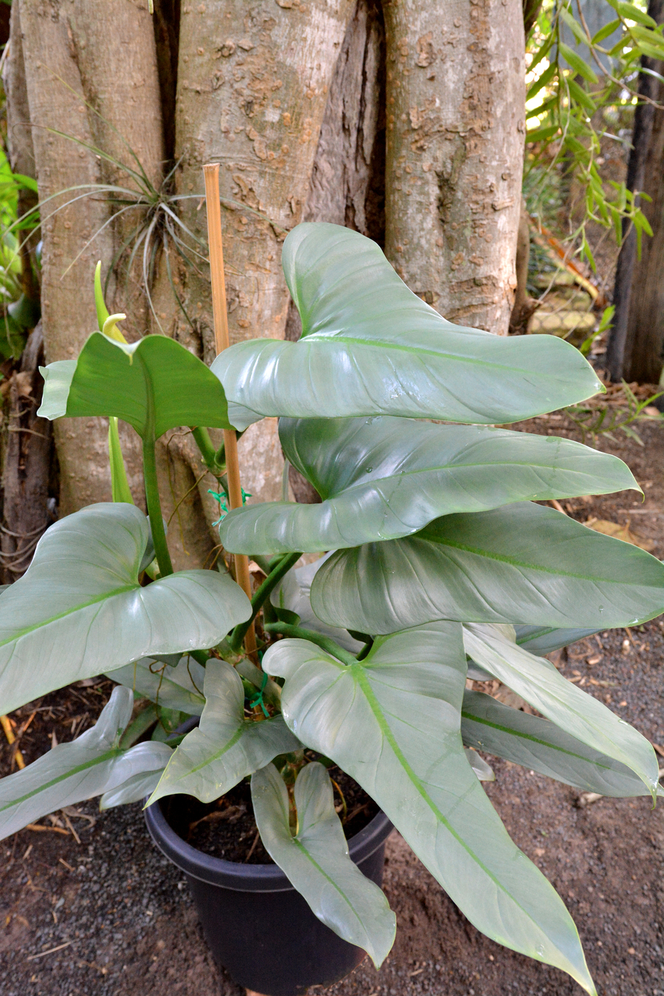 Philodendron Hastatum Silver Sword