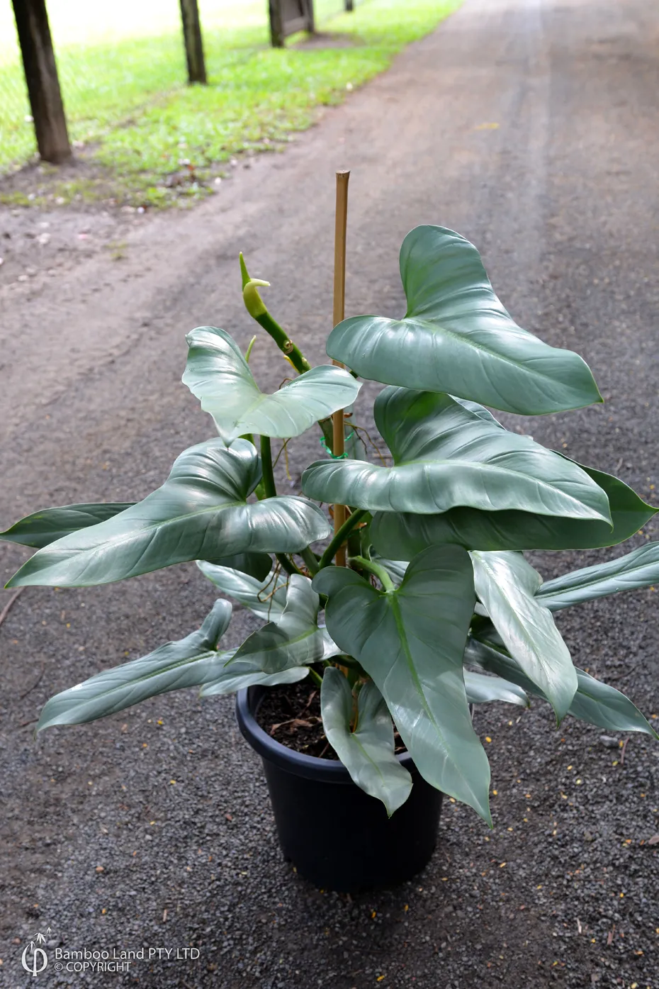 passiflora edulis plant Passion Fruit 'Bounty' Plants for Sale