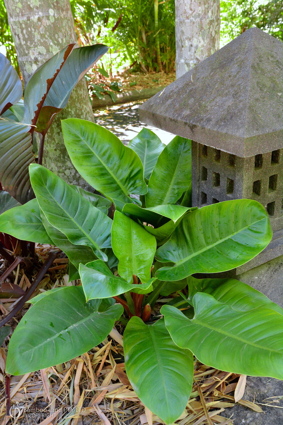 Philodendron Imperial Green