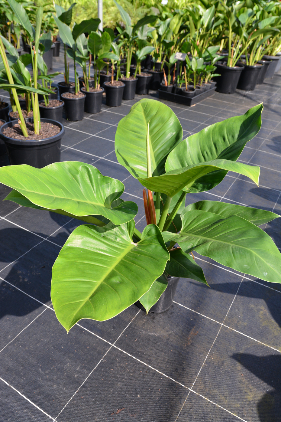 Philodendron Imperial Green