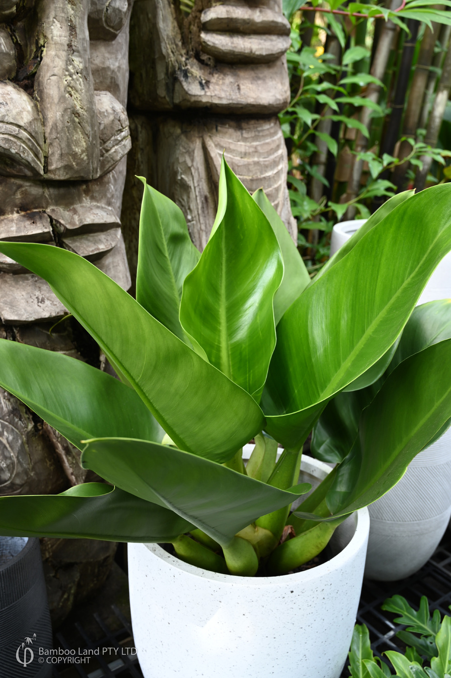 philodendron micans pink variegata Philodendron micans pink variegated (1 Leaf Cutting) main image 1