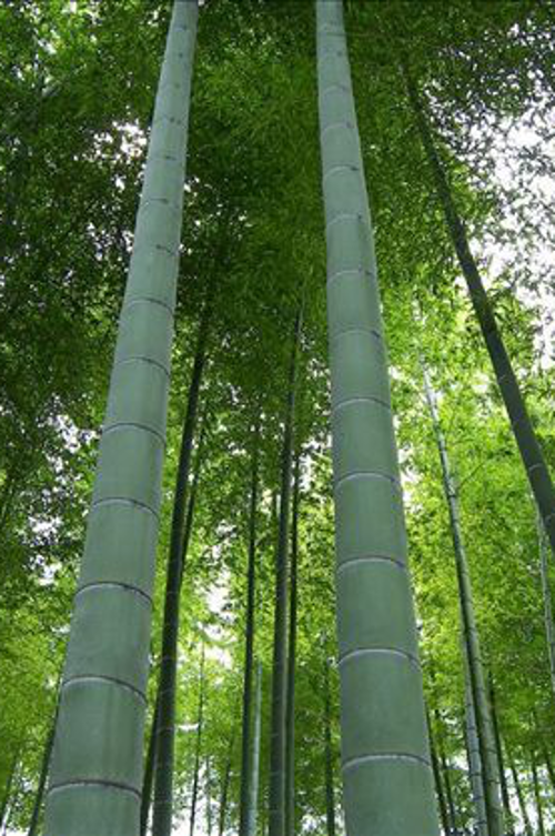 (Moso Bamboo)