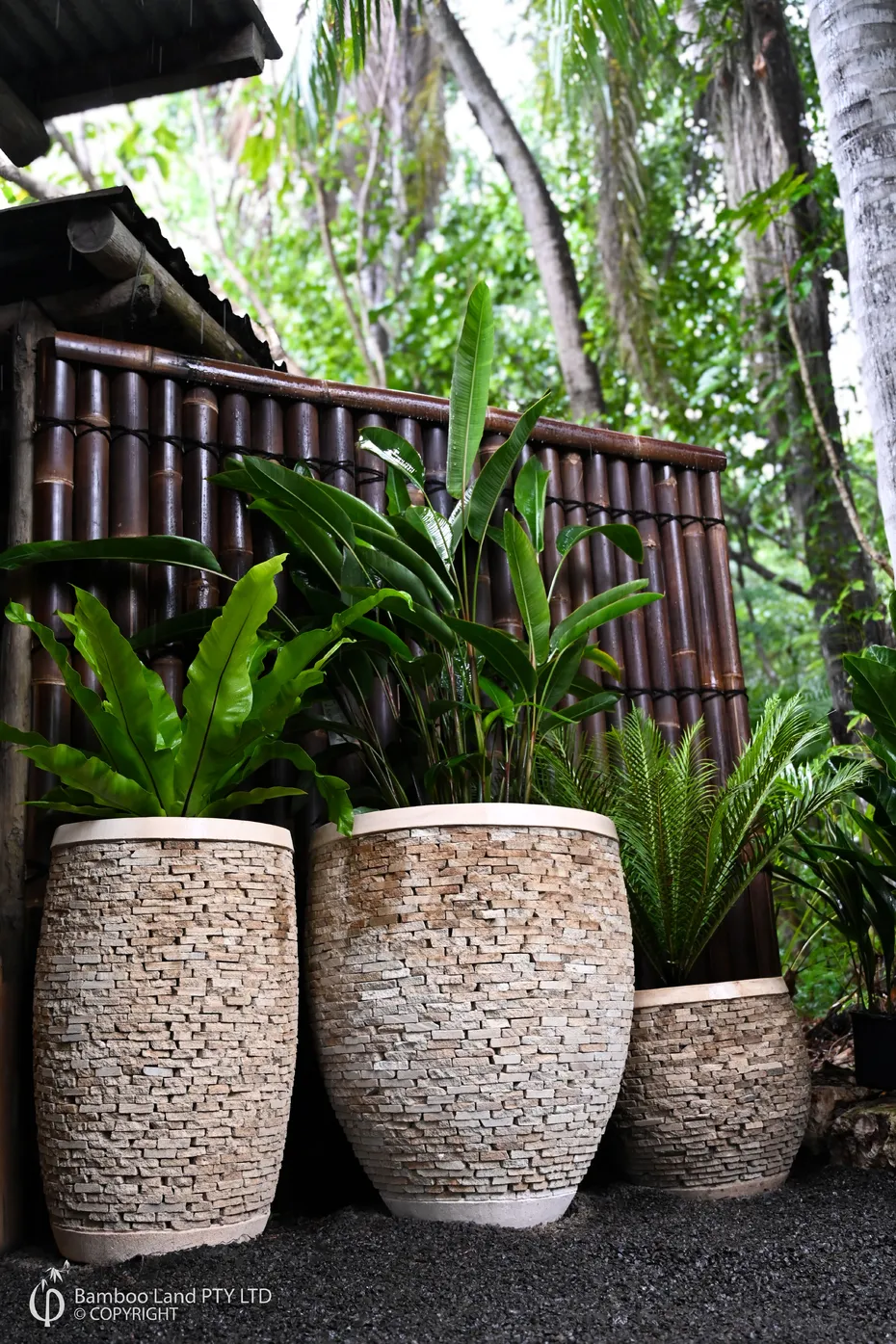 jade plants for sale Jade Plant – Madison Flower Shop main image 1