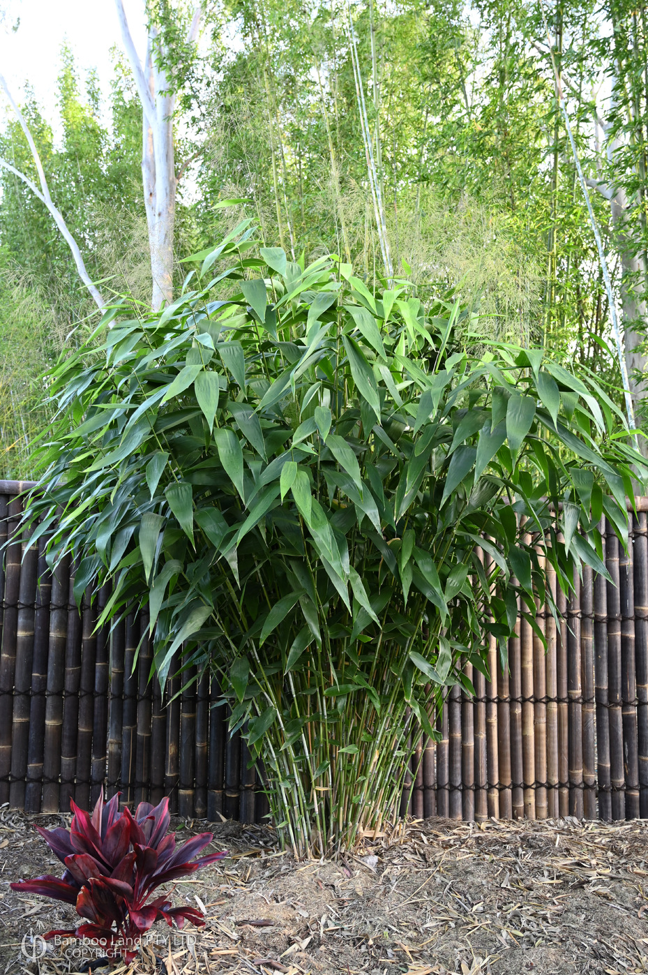 image.title Tiger Grass: A Lush And Versatile Ornamental