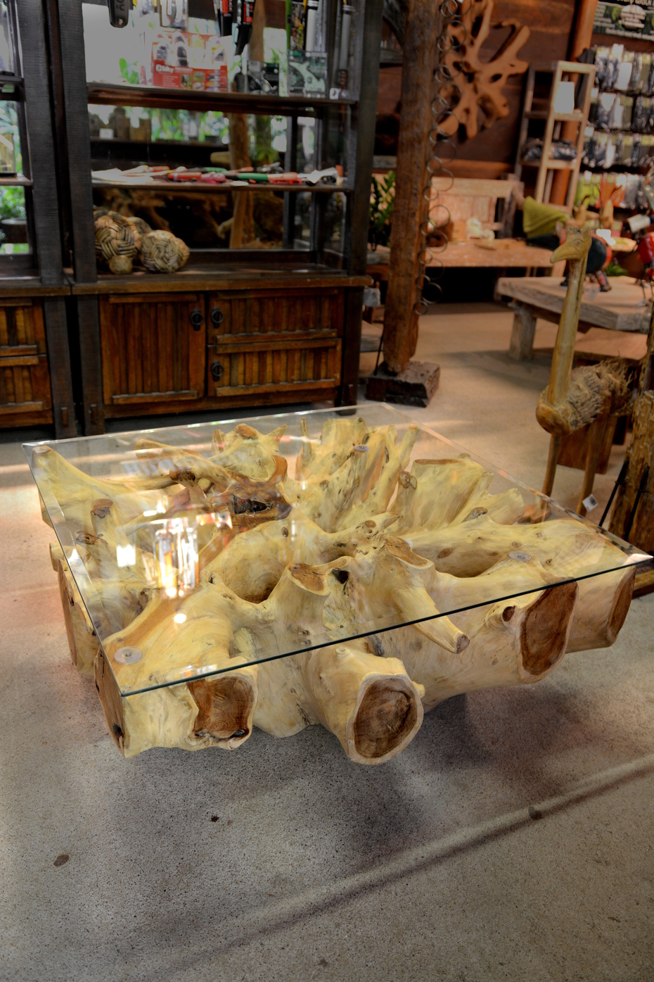 Teak root coffee table with glass top - Square 100cm ...