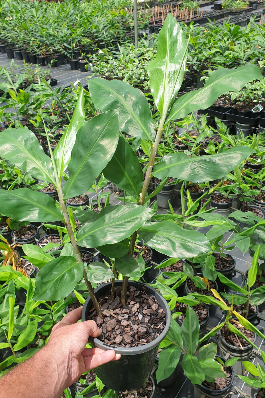 zerumbet (Shampoo Ginger) Land Nursery Australia