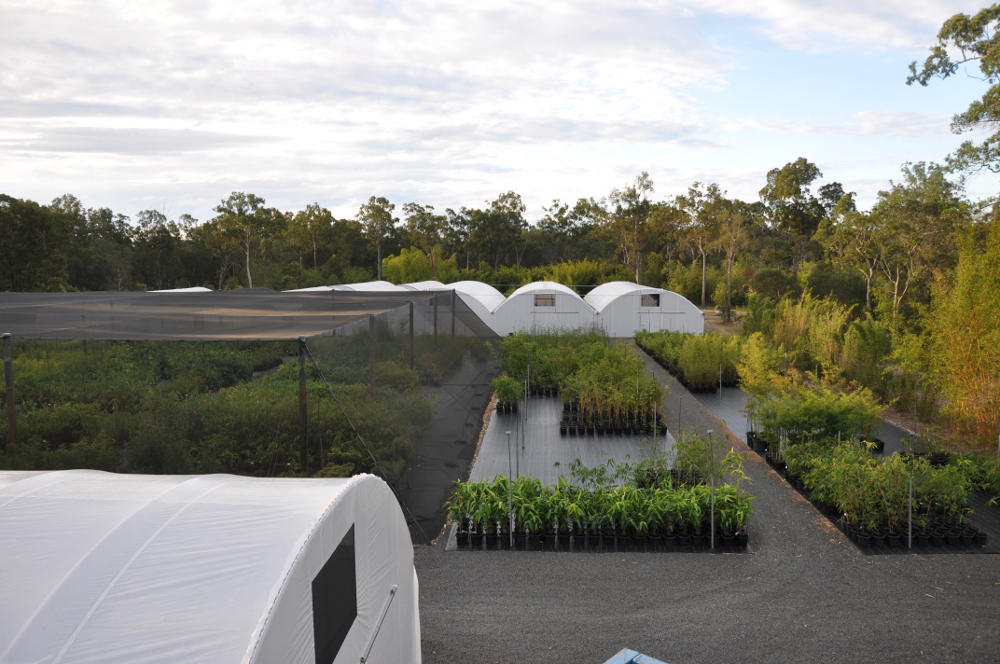 Bamboo Land production nursery