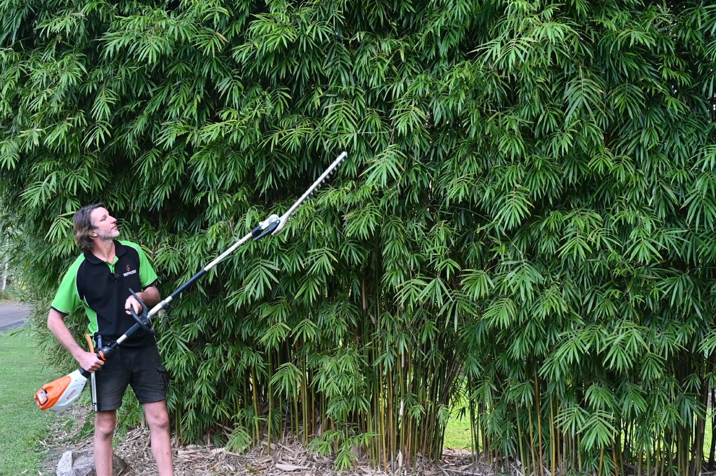 Pruning Bamboo with Pole Shears