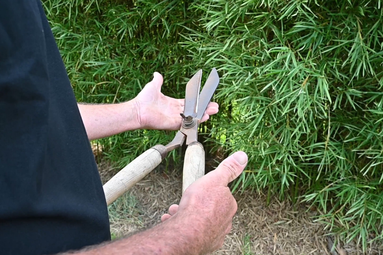 Pruning Bamboo with Old Hand Shears